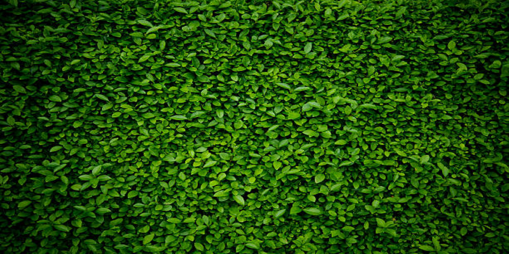 Top Advantages of Artificial Grass Wall Panels